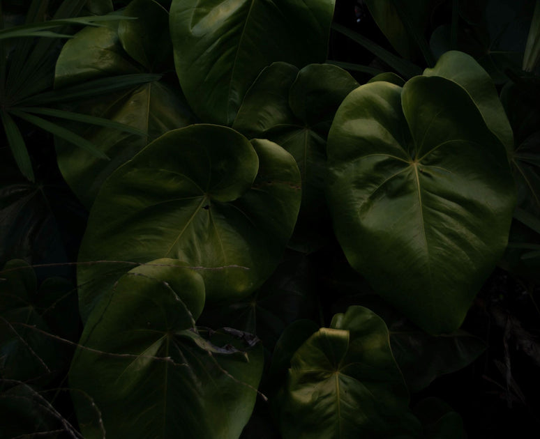 Deep dive into herbs Kava Kava Samsara Herbs